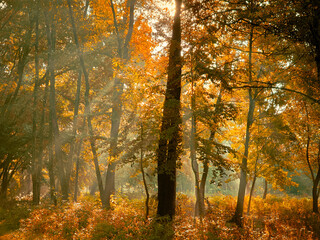 Autumn morning sun in the forest. Yellow leaves on trees in woodland.