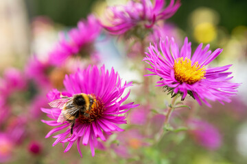 Shallow focus of a wild bumble bee seen gathering nectar from wild purple flowers in a summer garden. These bees are particularly endangered.