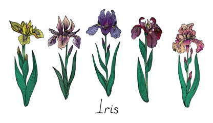 Iris bright purple, pink, yellow flowers collection, colorful vintage style drawing with inscription, woodcut style