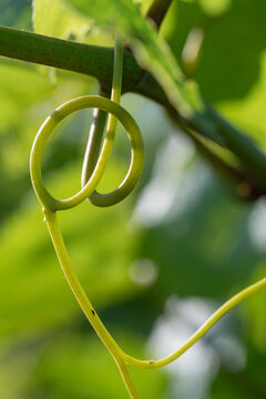 Vigne au printemps.