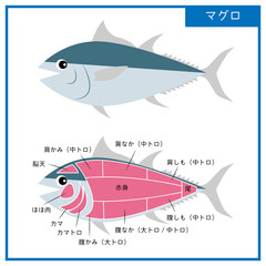 図 可愛いマグロと部位のシンプルなイラスト ベクター
 Figure Simple illustration of cute tuna and its parts Vector - obrazy, fototapety, plakaty