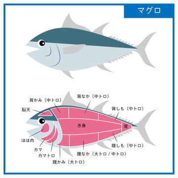 マグロ解体 の画像 346 件の Stock 写真 ベクターおよびビデオ Adobe Stock
