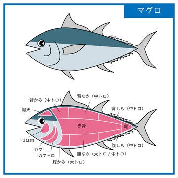 マグロ解体 の画像 366 件の Stock 写真 ベクターおよびビデオ Adobe Stock