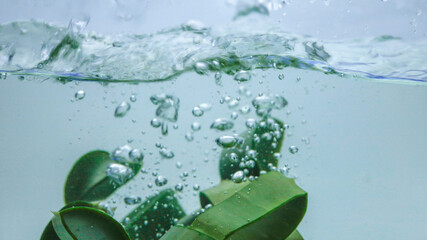 Aloe vera falls in the water.