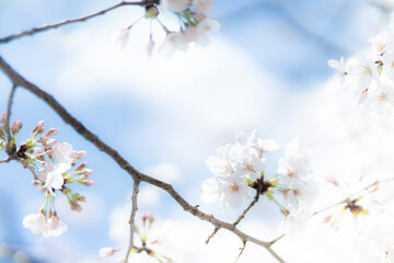 透明感のある満開の桜の花
