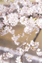 透明感のある満開の桜の花