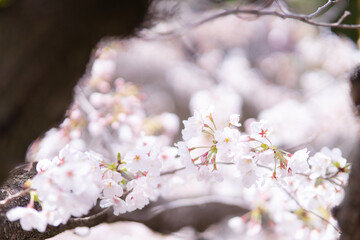 透明感のある満開の桜の花