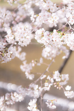 透明感のある満開の桜の花 © Toshinori