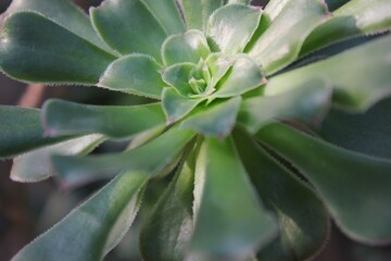 cactus in the garden