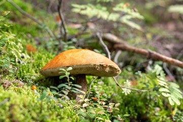 Boletus mushroom grows in the forest. Edible mushrooms. Concept. Photo