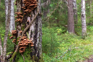 Honey mushrooms grow on a tree trunk. Edible mushrooms in the forest. High quality photo