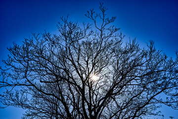 青空と落葉した木と太陽