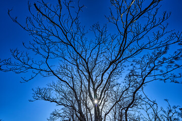 青空と落葉した木と太陽