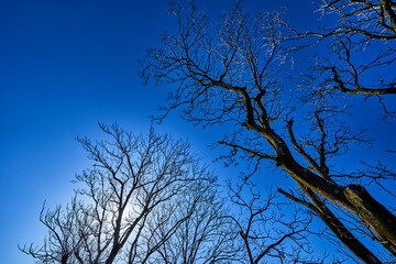 青空と落葉した木と太陽