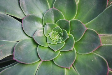 close up of a green rosette succulent plant - Powered by Adobe