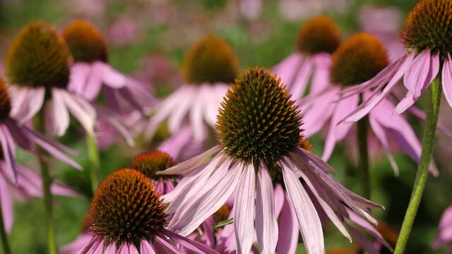 Field of echinacea (Echinacea purpurea).