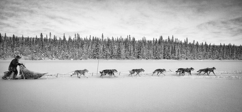 hombre con trineo de perros por la nieve en competici&oacute;n 