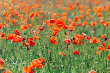 field of red poppies