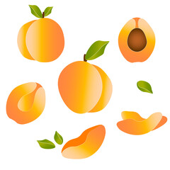 Juicy peach parts collection vector illustration. Orange colored halves of fruits with leaves in set isolated on white background.
