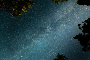 The Milky Way over the trees