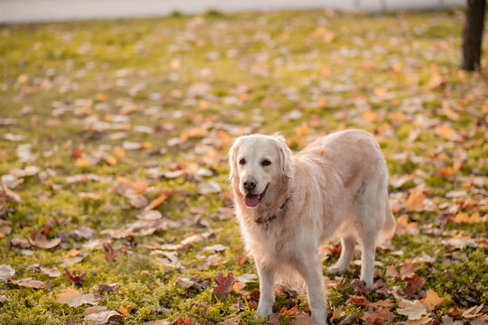 Golden Retriever looking at camera in autumn park