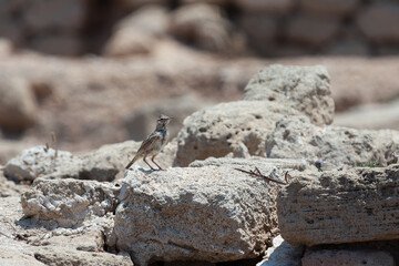 Crested Lark (galerida cristata) among the ancient ruins at Paphos Cyprus