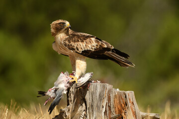 Aguila calzada con una presa sobre el tronco de madera