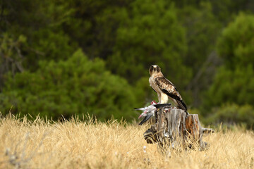Aguila calzada con una presa sobre el tronco de madera