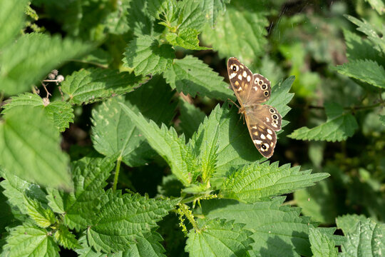 Speckled Wood Butterfly (Pararge aegeria) sitting on a leaf in the autumn sunshine