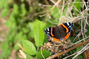 Red Admiral (Vanessa atalanta) resting on a blackberry bush