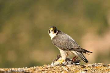 Halcon peregrino con presa sobre las rocas