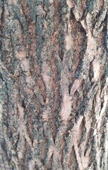 abstract tree bark background, macro photography