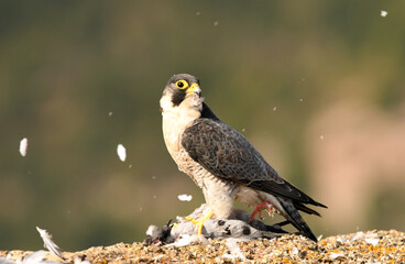 Halcon peregrino con presa sobre las rocas