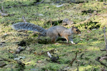 Naklejka na ściany i meble Grey Squirrel (Sciurus carolinensis) walking across a dried up pond