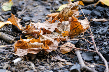 Dry autumn maple leaves on the ground. Close-up. Selective focus