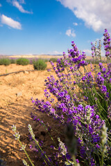 Obraz premium Lavender Field. Beautiful violet lavender flowers in the lavender garden.