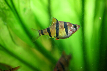 Ein Fünfgürtelbarbe in einem Auqaurium. Sie gehören zu den Karpfenfischen.