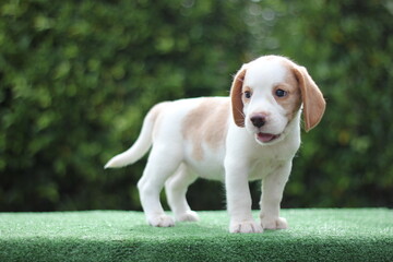 The general appearance of the beagle resembles a miniature Foxhound. Beagles have excellent noses. Beagles are used in a range of research procedures. Dog picture have copy space.
