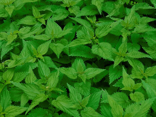 Dioecious nettle green natural background