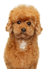 Maltipoo on a white background