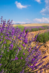 Fototapeta premium Lavender Field. Beautiful violet lavender flowers in the lavender garden.