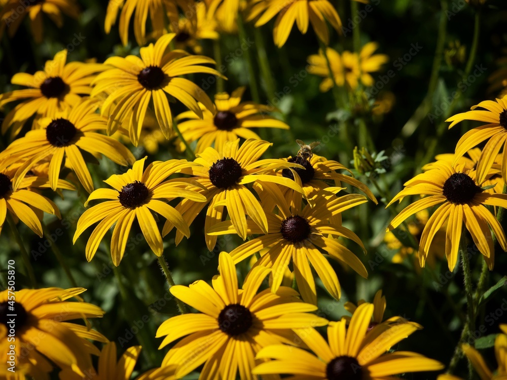 Sticker Rudbeckia Flowers