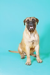 Obraz premium bullmastiff sitting isolated on blue 