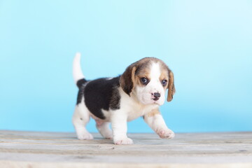 Portrait of a cute Beagle puppy on blue background. Beagle Picture have copy space for ads.The general appearance of the beagle resembles a miniature Foxhound. Beagles have excellent noses.
