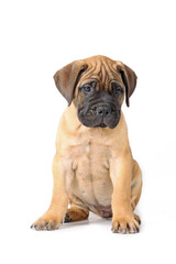 bullmastiff  puppy sitting