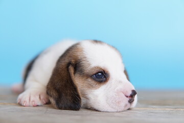 Adorable beagle on Blue screen. Beagles are used in a range of research procedures. The general appearance of the beagle resembles a miniature Foxhound. Beagles have excellent noses.