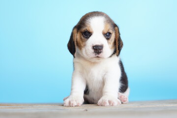 Adorable beagle on Blue screen. Beagles are used in a range of research procedures. The general appearance of the beagle resembles a miniature Foxhound. Beagles have excellent noses.
