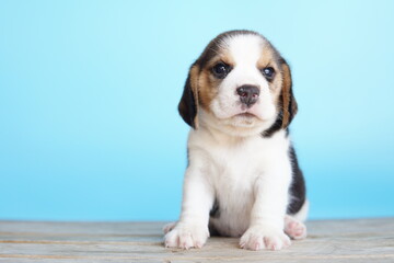 Portrait of a cute Beagle puppy on blue background. Beagle Picture have copy space for ads.The general appearance of the beagle resembles a miniature Foxhound. Beagles have excellent noses.