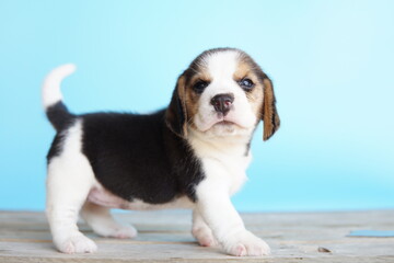 Portrait of a cute Beagle puppy on blue background. Beagle Picture have copy space for ads.The general appearance of the beagle resembles a miniature Foxhound. Beagles have excellent noses.