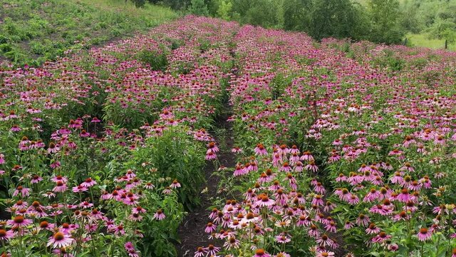 Field of echinacea (Echinacea purpurea). Aerial view.